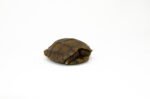 Burmese Brown Mountain Tortoise (4-5 inch) ( Manouria emys emys) - #BBMT1 - Image 4