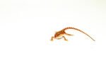 Super Red Bearded Dragon #1 (10 grams)(Pogona vitticeps) - Image 5