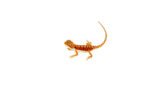 Super Red Bearded Dragon #1 (10 grams)(Pogona vitticeps) - Image 3
