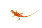 Super Red Bearded Dragon #2 (10 grams)(Pogona vitticeps) - Image 2