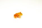 Apricot Pacman Frog (Ceratophrys cranwelli) - Image 3