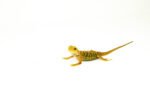 Hypo Citrus X Red Translucent Bearded Dragon #1 (15 grams)(Pogona vitticeps) - Image 4