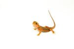 Leatherback Red Translucent Bearded Dragon #2 (15 grams)(Pogona vitticeps)