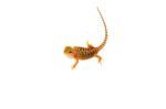 Leatherback Red Translucent Bearded Dragon #2 (15 grams)(Pogona vitticeps) - Image 3