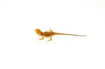 Red Dunner Bearded Dragon #1 (10 grams)(Pogona vitticeps) - Image 2