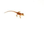 Red Dunner Bearded Dragon #2 (10 grams)(Pogona vitticeps) - Image 3