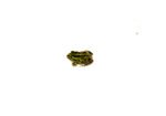 African Pixie Frog Baby (Pyxicephalus adspersus) - Image 3