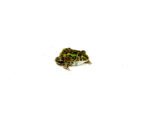 African Pixie Frog Baby (Pyxicephalus adspersus) - Image 2