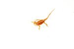 Red Dunner Bearded Dragon #3 (10 grams)(Pogona vitticeps) - Image 4