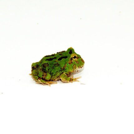 Green Pacman Frog (Ceratophrys cranwelli)