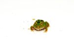 Green Pacman Frog (Ceratophrys cranwelli) - Image 2