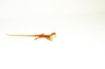 Red Dunner Bearded Dragon #4 (10 grams)(Pogona vitticeps) - Image 4