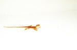Red Dunner Bearded Dragon #4 (10 grams)(Pogona vitticeps) - Image 3