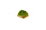 Four Spot Green Pacman Frog (Ceratophrys cranwelli) - Image 4