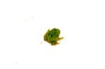 Four Spot Green Pacman Frog (Ceratophrys cranwelli) - Image 3