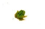 Four Spot Green Pacman Frog (Ceratophrys cranwelli) - Image 2