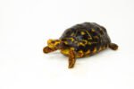 Brazilian Cherryhead Red Foot Tortoise Adult Female 3 - #BCRFTAF3