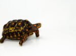 Brazilian Cherryhead Red Foot Tortoise Adult Female 4 - #4 - Image 2