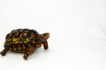 Brazilian Cherryhead Red Foot Tortoise Adult Female 4 - #4 - Image 3