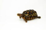 Brazilian Cherryhead Red Foot Tortoise Adult Female 4 - #4 - Image 4