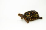 Brazilian Cherryhead Red Foot Tortoise Adult Female 4 - #4