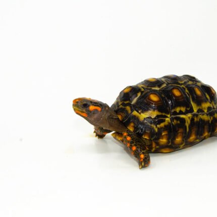Brazilian Cherryhead Red Foot Tortoise Adult Female 4 - #4