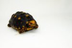 Brazilian Cherryhead Red Foot Tortoise Adult Female 5 - #5 - Image 3