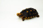 Brazilian Cherryhead Red Foot Tortoise Adult Female 5 - #5 - Image 4