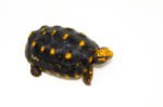 Brazilian Cherryhead Red Foot Tortoise Adult Female 5 - #5