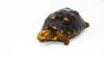 Brazilian Cherryhead Red Foot Tortoise Adult Female 6 - #BCRFTAF6 - Image 3
