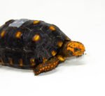 Brazilian Cherryhead Red Foot Tortoise Adult Female 6 - #BCRFTAF6 - Image 4