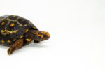Brazilian Cherryhead Red Foot Tortoise Adult Female 7 - #BCRFTAF7 - Image 2