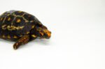 Brazilian Cherryhead Red Foot Tortoise Adult Female 7 - #BCRFTAF7