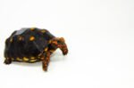 Brazilian Cherryhead Red Foot Tortoise Adult Female 8 - #BCRFTAF8 - Image 2