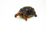 Brazilian Cherryhead Red Foot Tortoise Adult Female 8 - #BCRFTAF8 - Image 3