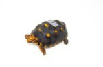Brazilian Cherryhead Red Foot Tortoise Adult Female 8 - #BCRFTAF8