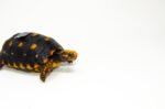 Brazilian Cherryhead Red Foot Tortoise Adult Female 9 - #BCRFTAF9