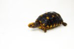 Brazilian Cherryhead Red Foot Tortoise Adult Female 9 - #BCRFTAF9 - Image 3