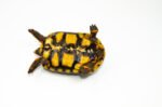 Brazilian Cherryhead Red Foot Tortoise Adult Female 9 - #BCRFTAF9 - Image 4