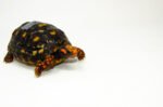 Brazilian Cherryhead Red Foot Tortoise Adult Female 10 - #BCRFTAF10