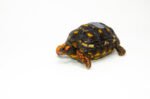 Brazilian Cherryhead Red Foot Tortoise Adult Female 10 - #BCRFTAF10 - Image 3
