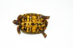 Brazilian Cherryhead Red Foot Tortoise Adult Female 10 - #BCRFTAF10 - Image 2