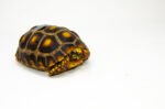 Brazilian Cherryhead Red Foot Tortoise Adult Female 11 - #BCRFTAF11 - Image 2