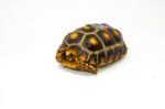 Brazilian Cherryhead Red Foot Tortoise Adult Female 11 - #BCRFTAF11 - Image 3