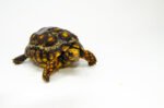 Brazilian Cherryhead Red Foot Tortoise Adult Female 12 - #BCRFTAF12
