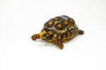 Brazilian Cherryhead Red Foot Tortoise Adult Female 12 - #BCRFTAF12 - Image 3