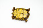 Brazilian Cherryhead Red Foot Tortoise Adult Female 12 - #BCRFTAF12 - Image 4
