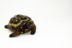 Brazilian Cherryhead Red Foot Tortoise Adult Female 13 - #BCRFTAF13 - Image 2