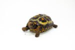 Brazilian Cherryhead Red Foot Tortoise Adult Female 13 - #BCRFTAF13 - Image 3