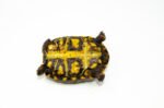 Brazilian Cherryhead Red Foot Tortoise Adult Female 13 - #BCRFTAF13 - Image 4